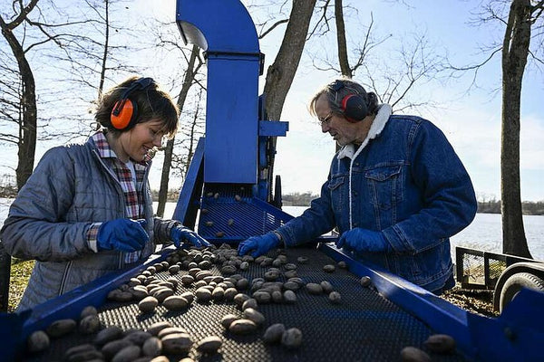 Pecan Farmers Harvest | Arkansas Democrat-Gazette