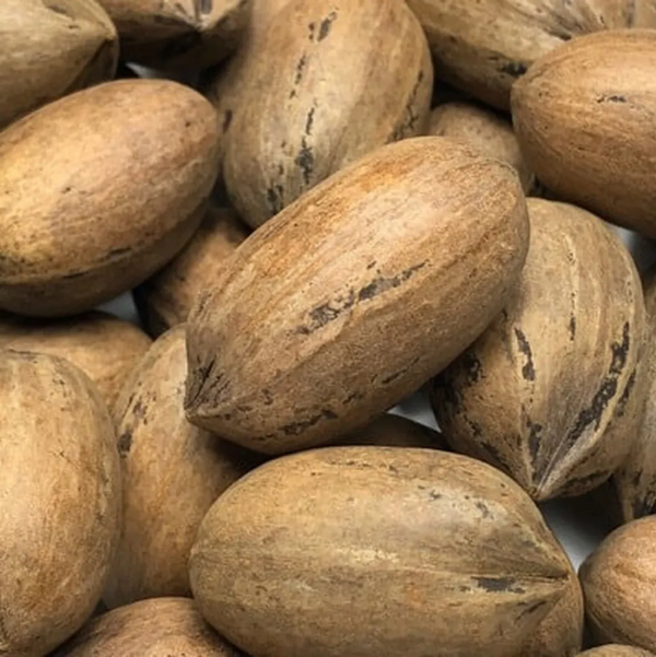 SOLD OUT!!! 5 lbs. In-Shell Pecans