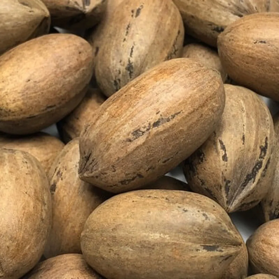 Pecan Shelll SOLD OUT!! 7lb. In-Shell Pecans – Shady Grove Pecan Orchard